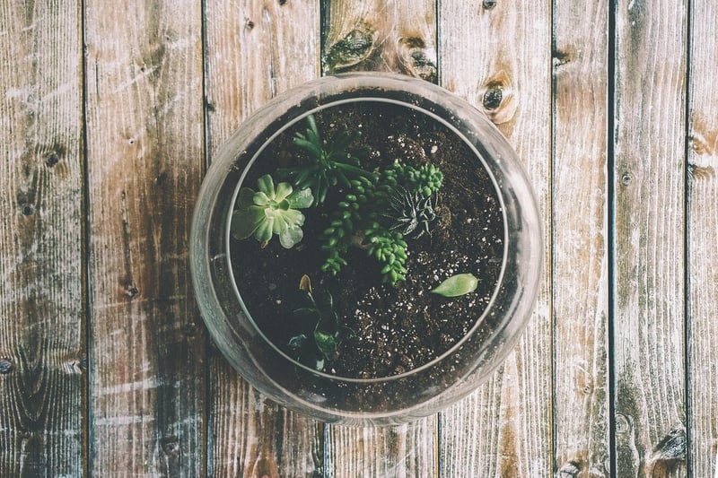 Terrarium Workshop